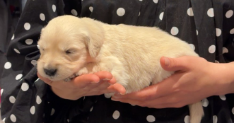clara pet sitter à HEILLECOURT 54180_1