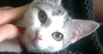 stéphanie pet sitter à LESQUIN 59810_1