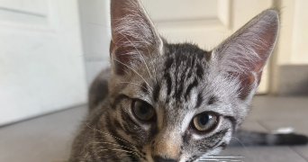 yasmine cat sitter à ST MAUR DES FOSSES 94100_2