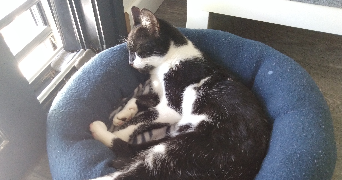 zora pet sitter à Angers 49000_4