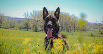 tessa pet sitter à SARREBOURG 57400_1