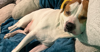 léna pet sitter à SEDAN 08200_3