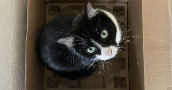 louise pet sitter à CHOLET 49300_2