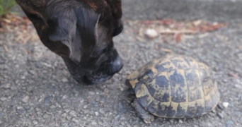 mathis pet sitter à LA ROCHELLE 17000_2