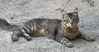 jessica pet sitter à Bobigny 93000_6