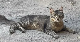 jessica pet sitter à Bobigny 93000
