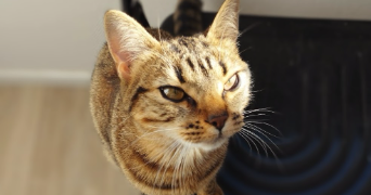 charlotte pet sitter à ROUEN 76000_3