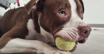 cyrielle pet sitter à SURESNES 92150_2