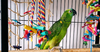 mélanie pet sitter à L HAY LES ROSES 94240_4