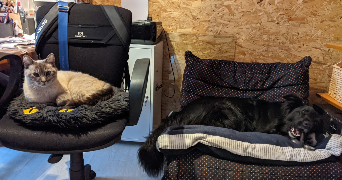 Stella pet sitter à BELLEVIGNY 85170_1