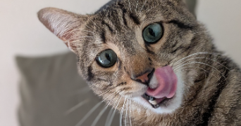 priscillia pet sitter à BERRIC 56230_2