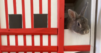 noyale pet sitter à BAYONNE 64100_7