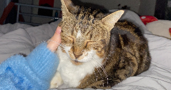 emma pet sitter à DIJON 21000_5