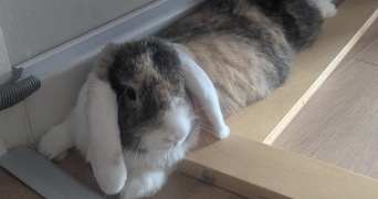 celine pet sitter à SEYSSINS 38180_7