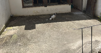 luna pet sitter à TOURS 37000_9