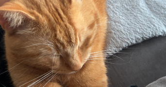 angeline pet sitter à CARCASSONNE 11000_4