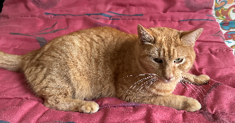 Quentin pet sitter à Villeurbanne  69100_5
