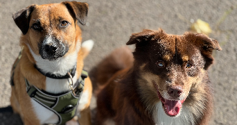 marie pet sitter à AVRAINVILLE 54385_0