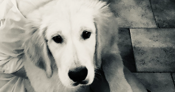 emerentienne pet sitter à LE PRADET 83220_1