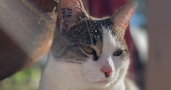 flora pet sitter à BARD LES PESMES 70140_1