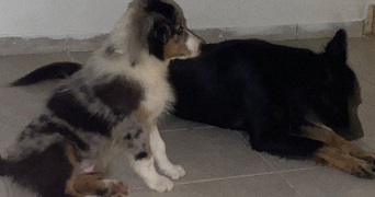 pauline pet sitter à LORQUIN 57790_4