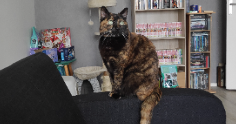 lilith pet sitter à CHERBOURG EN COTENTIN 50110_1