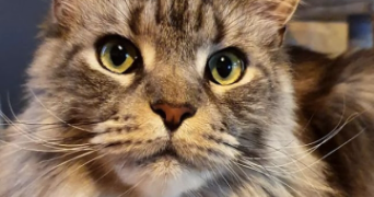 marion pet sitter à ST GERAUD DE CORPS 24700_1