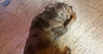 elina pet sitter à Toulouse  31500_5