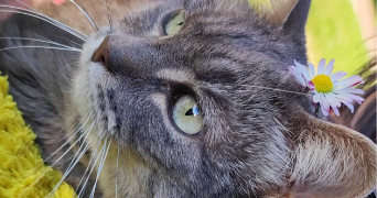 eva pet sitter à STIGNY 89160_1
