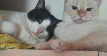 valentine pet sitter à PARIS 18 75018_1