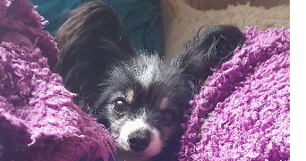 thomas pet sitter à EVREUX 27000_2