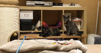 téo pet sitter à BREST 29200_3