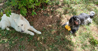 elodie pet sitter à SILLINGY 74330_4