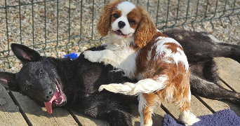 marlene pet sitter à AUNEAU BLEURY ST SYMPHORIEN 28700_31