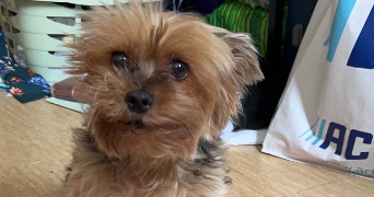 sahra pet sitter à SARTROUVILLE 78500_2
