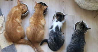 nathalie pet sitter à PARIS 11 75011_3