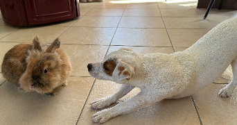 laura pet sitter à MEULERS 76510_5