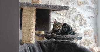 lea pet sitter à ST CLOUD 92210_1