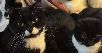 louvine pet sitter à NICE 06000_1