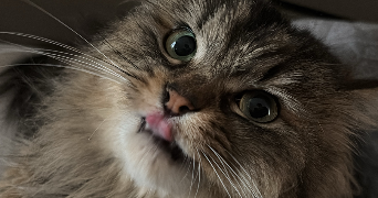 melyssa pet sitter à TOULOUSE 31000_4