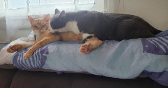 amélie pet sitter à CHARVIEU CHAVAGNEUX 38230_1