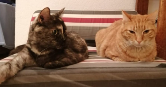 marjorie pet sitter à ST LAURENT DE LA SALANQUE 66250_8
