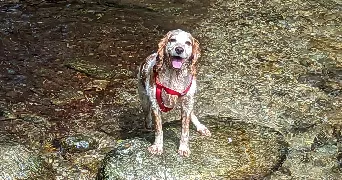 julien pet sitter à BORDEAUX 33000