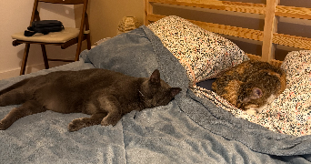 emma cat sitter à IVRY SUR SEINE 94200_2