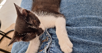 maëva  pet sitter à VALENCE 26000_1