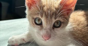 maylis pet sitter à MONTLOUIS SUR LOIRE 37270_1