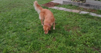 elodie pet sitter à SILLINGY 74330_0