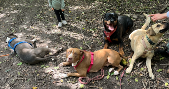 sarah pet sitter à ST JEOIRE 74490_2