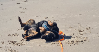 larisse pet sitter à BAILLY ROMAINVILLIERS 77700_1
