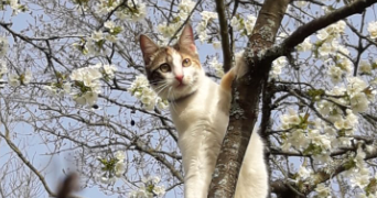 léa pet sitter à MONTREUIL 93100_2